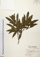 藏品(黃肉樹, 小梗木薑子)的圖片