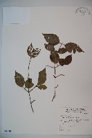 藏品(呂宋莢迷)的圖片