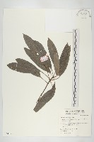 藏品(耿氏虎皮楠)的圖片