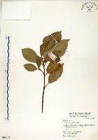 藏品(榕樹)的圖片