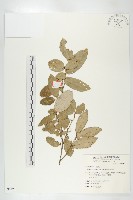 藏品(臺灣胡頹子)的圖片