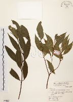 藏品(山肉桂、台灣肉桂)的圖片