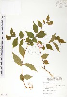 藏品(櫸、雞油)的圖片