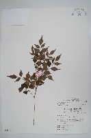 藏品(山菜豆)的圖片