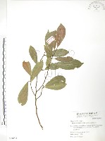 藏品(烏心石)的圖片