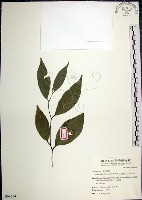 藏品(紅皮、葉下白、赤仔尾)的圖片