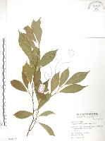 藏品(烏心石)的圖片