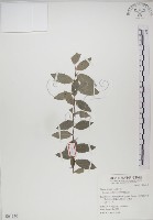 藏品(魯花樹)的圖片