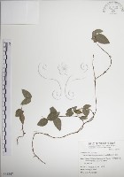 藏品(絡石)的圖片