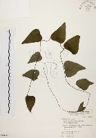 藏品(千金藤、金線吊烏龜)的圖片