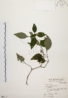 藏品(臺灣鱗球花)的圖片