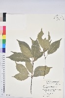 藏品(青剛櫟、鐵椆)的圖片