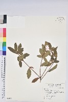 藏品(金毛杜鵑)的圖片