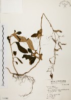 藏品(旋莢木)的圖片