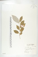 藏品(藤胡頹子)的圖片