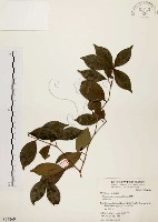 藏品(臺灣赤楠)的圖片