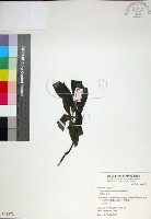 藏品(薄葉玉心花)的圖片