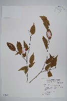 藏品(太魯閣千金榆)的圖片