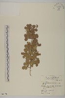 藏品(刺裸實、變葉裸實)的圖片