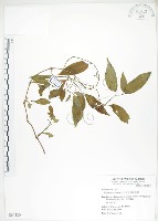 藏品(火炭母草、清飯藤)的圖片