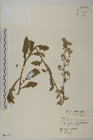 藏品(裂葉艾納香)的圖片