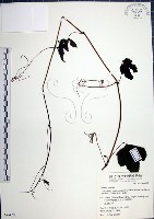 藏品(漢氏山葡萄)的圖片