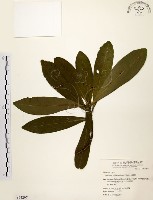 藏品(大頭茶)的圖片