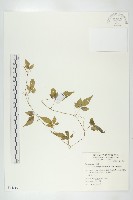 藏品(絞股藍)的圖片