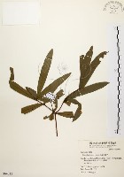 藏品(黃肉樹, 小梗木薑子)的圖片