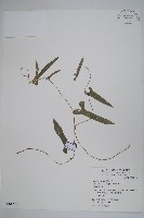 藏品(異葉馬兜鈴)的圖片