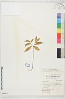 藏品(東台天南星)的圖片