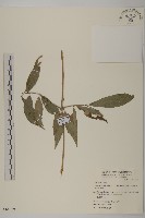 藏品(大頭艾納香)的圖片