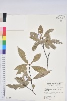 藏品(青剛櫟、鐵椆)的圖片