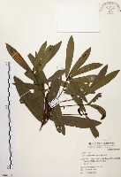 藏品(黃肉樹, 小梗木薑子)的圖片