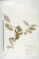 藏品(藤胡頹子)的圖片