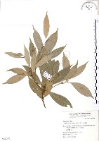 藏品(豬腳楠)的圖片