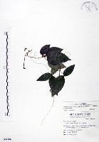 藏品(柱果鐵線蓮)的圖片