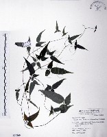 藏品(森氏鐵線蓮)的圖片