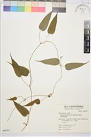 藏品(薄單葉鐵線蓮)的圖片