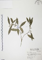 藏品(柚葉藤)的圖片