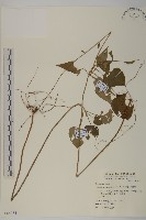 藏品(阿里山鬼督郵)的圖片