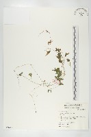 藏品(黑果馬交兒)的圖片