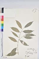 藏品(交力坪鐵色)的圖片