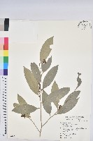 藏品(交力坪鐵色)的圖片