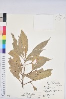 藏品(短尾柯、油葉杜、嶺南柯)的圖片