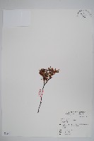 藏品(太魯閣千金榆)的圖片