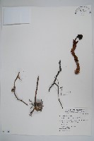 藏品(筆頭蛇菰)的圖片