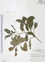 藏品(森氏紅淡比)的圖片