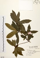 藏品(黃肉樹, 小梗木薑子)的圖片