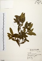 藏品(黃肉樹, 小梗木薑子)的圖片